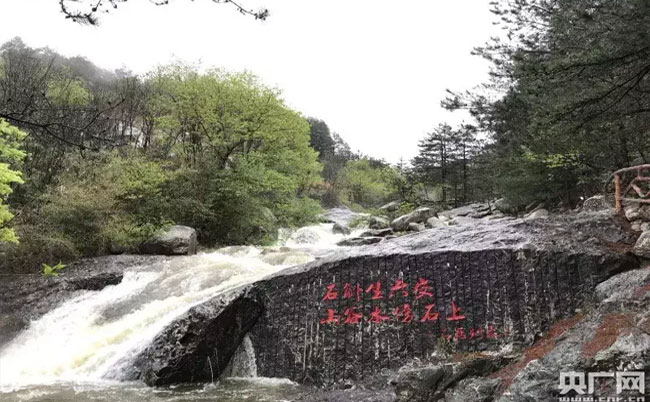 大别山灵芝